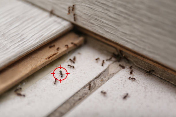 Best Pest Removal Services  in Balch Springs, TX