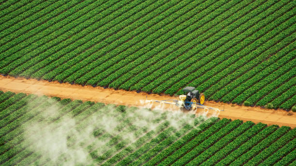 Best Pest Control Treatment  in Balch Springs, TX