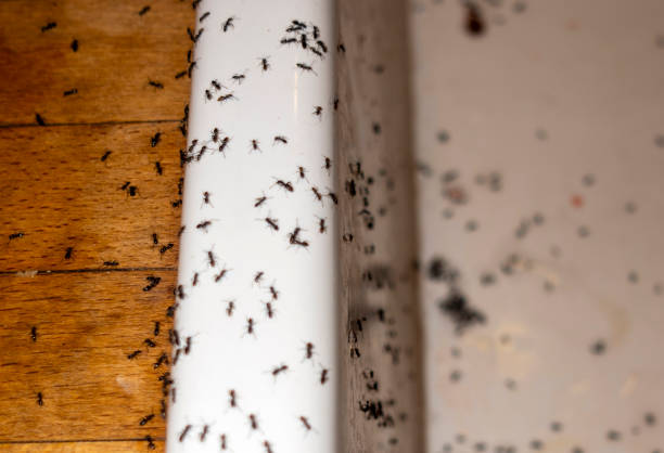 Pest Control Cost in Balch Springs, TX