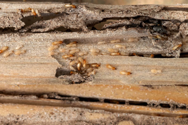 Best Commercial Pest Control Services  in Balch Springs, TX