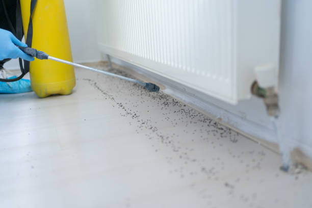 Best Flea Control Services  in Balch Springs, TX
